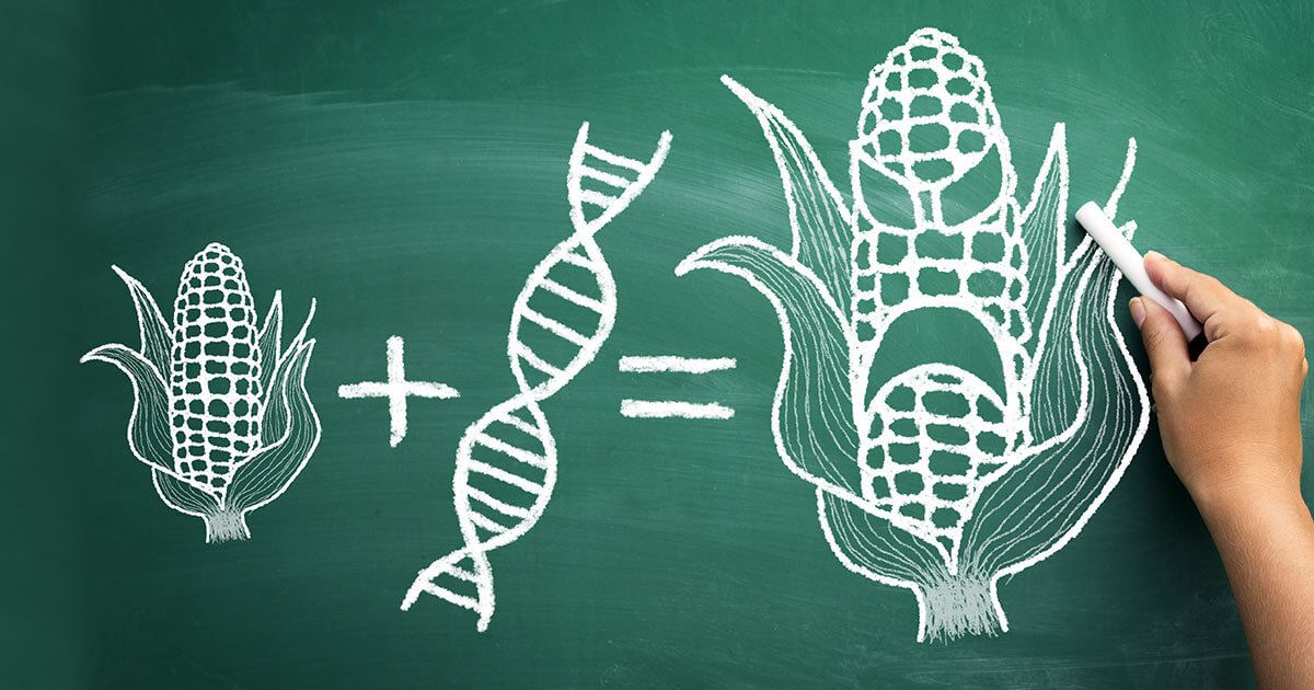 gmo foods