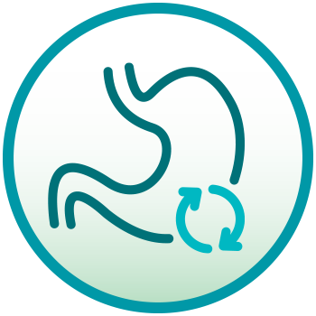 Illustration of Supports Gut Health